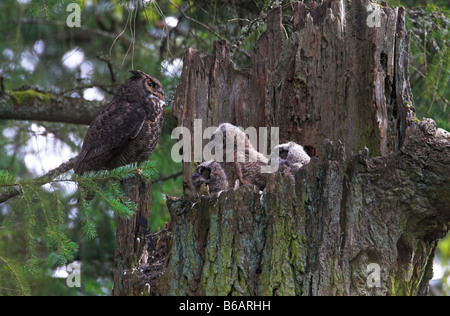 Grande cornuto Owlets Bubo virginianus, tre con un genitore sul nido in alto di albero morto moncone in Beaver Lake Park Victoria BC Foto Stock