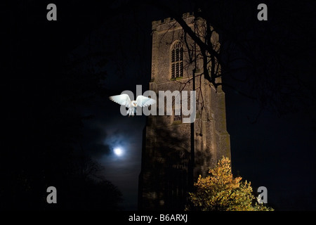 Fienile Owl Typto alba in volo di notte in cimitero Foto Stock