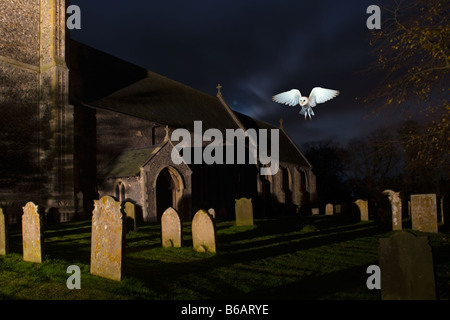 Fienile Owl Typto alba in volo di notte in cimitero Foto Stock