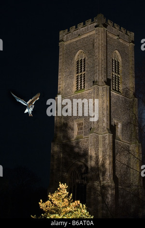 Fienile Owl Typto alba in volo di notte in cimitero Foto Stock