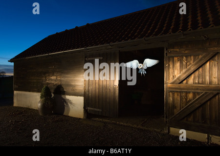 Barn Owl Typto alba in volo dal fienile Norfolk UK Foto Stock