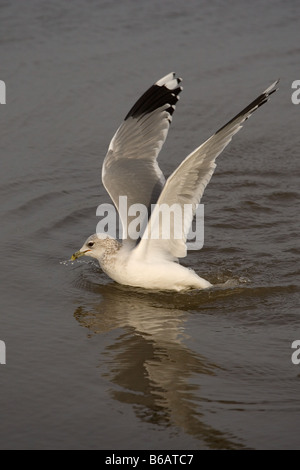 Gabbiano comune Larus canus alimentare nelle zone costiere creek Inverno Inverno Norfolk Foto Stock