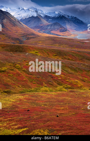 Orso grizzly chiamato anche Orso Bruno Parco Nazionale di Denali Alaska Foto Stock