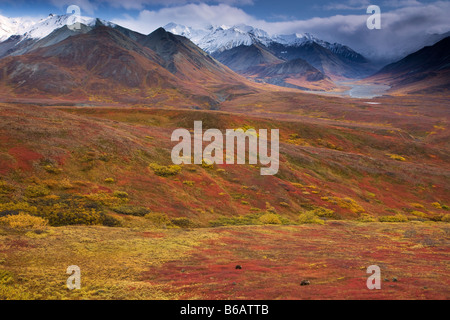 Orso grizzly chiamato anche Orso Bruno Parco Nazionale di Denali Alaska Foto Stock