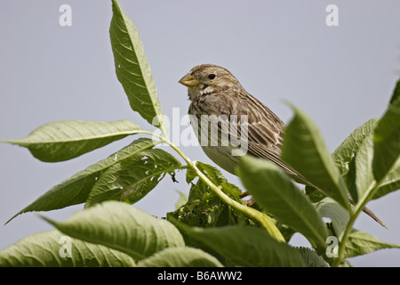 Grauammer Ammer Miliaria calandra Corn Bunting Foto Stock