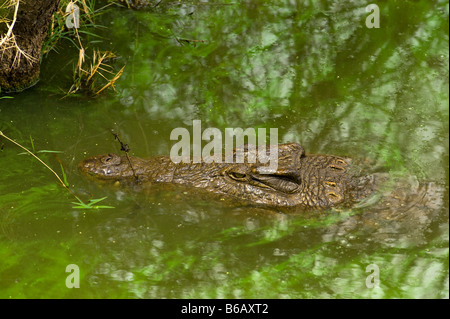 Ritratto di testa fauna selvatica coccodrillo del Nilo Crocodylus niloticus giacente in acqua waterhole sud-Afrika sud africa Big fat pesante Foto Stock