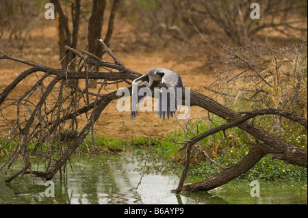 La fauna selvatica AIRONE CENERINO Ardea cinerea battenti in acqua waterhole sud-Afrika sud africa Foto Stock