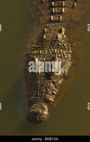 Ritratto di testa fauna selvatica coccodrillo del Nilo Crocodylus niloticus giacente in acqua waterhole sud-Afrika sud africa Big fat pesante Foto Stock