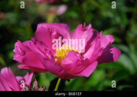 Dark rosa peonia, close-up Foto Stock