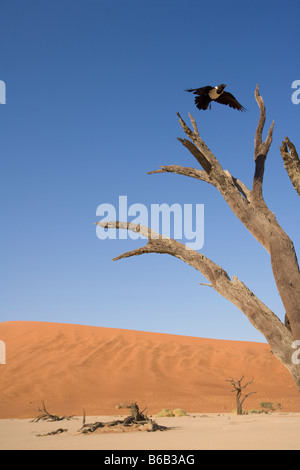 Africa Namibia Namib Naukluft National Park Pied Crow Corvus albus volando verso essicata acacia a Dead Vlei Foto Stock