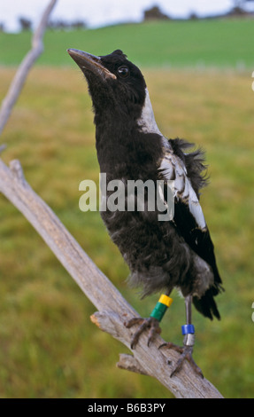 Immaturo gazza australiana Foto Stock