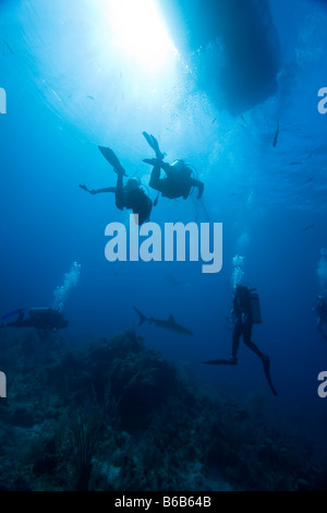 Bahamas New Providence Isola subacquei e dei Caraibi squali di barriera durante la Stuart Cove s alimentazione degli squali dive Foto Stock