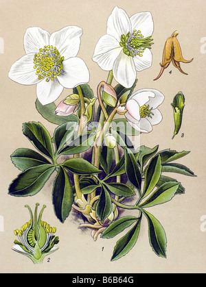L'elleboro, Helleborus niger piante velenose illustrazioni Foto Stock
