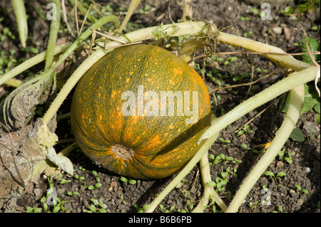 Zucca che cresce all'aperto. Foto Stock