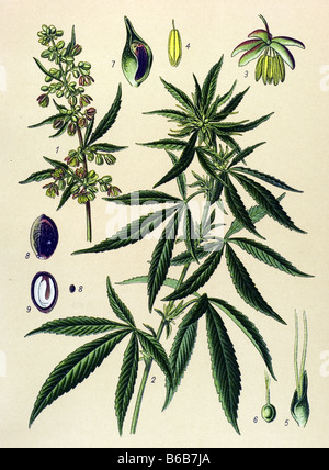 La Cannabis sativa, piante velenose illustrazioni Foto Stock