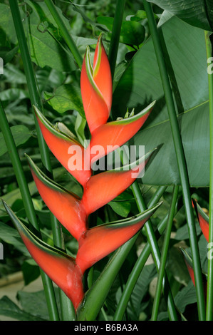 Lobster Claw, Heloconia, Falso degli uccelli del paradiso (Heliconia caribaea x Heliconia bihai cv. Jacquinii), fioritura Foto Stock
