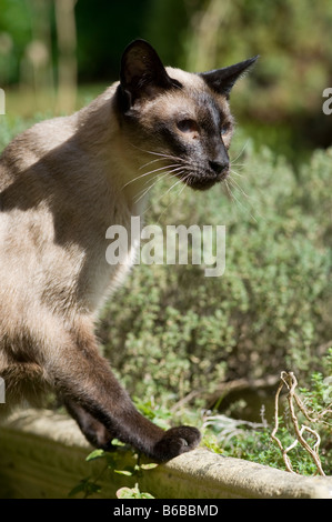 Gatto siamese gatto punto di tenuta Foto Stock