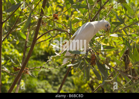 Poco Corella (Cacatua sanguinea) alimentazione sulla fascetta graticcio (Acacia holosericea) frutta Manngarrre Car Park East Regione Aliligator Foto Stock