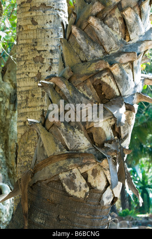 Palmyra Palm (Borassus flabellifer) close up di tronco George Brown Botanic Gardens Darwin Territorio del Nord Australia Settembre Foto Stock