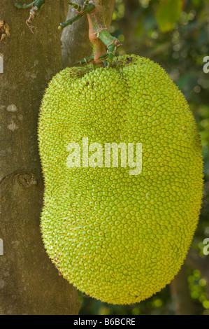 Jackfruit (Artocarpus heterophyllus) close-up di frutta George Brown Botanic Gardens Darwin Territorio del Nord Australia sett Foto Stock