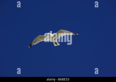 Larus ridibundus black-headed gull battenti contro un cielo blu senza nuvole Foto Stock