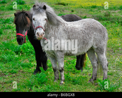 Due cavalli in piedi in campo Foto Stock