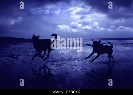 Silhouette di due cani in esecuzione sulla spiaggia Foto Stock