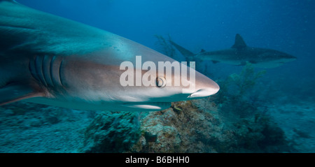 Bahamas New Providence Isola dei Caraibi squali di barriera Carcharhinus perezi nuotare nel mare dei Caraibi Foto Stock