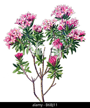 Daphne Cneorum, piante velenose illustrazioni Foto Stock