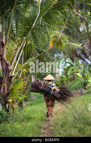 Indonesia, Yogyakarta ( Jokjakarta ), Java, donna che porta a secco di foglie di palma Foto Stock