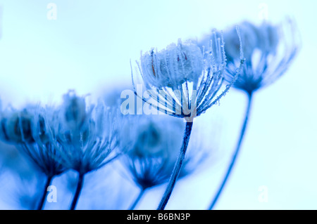 Porco smerigliato semi di erbacce capi Foto Stock