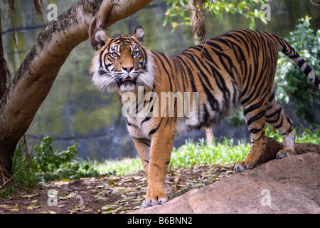 Indonesia, Surabaya, Java, il Surabaya Zoo, la tigre di Sumatra, Phantera Tigris Sumatrae Foto Stock