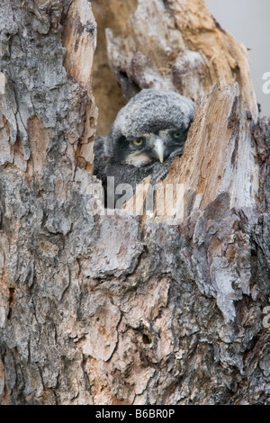 I capretti Northern Hawk gufo nel nido, Churchill, Manitoba, Canada Foto Stock