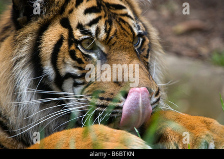 Indonesia, Surabaya, Java, il Surabaya Zoo, la tigre di Sumatra, Phantera Tigris Sumatrae Foto Stock