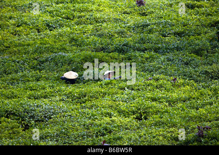 Indonesia, Lawang, Java, Wonosari piantagione di tè, tè picking Foto Stock
