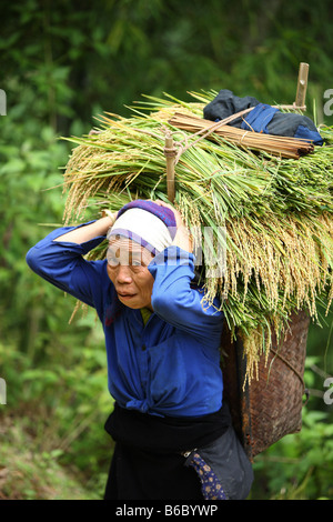 Una donna vietnamita che trasportano il riso sulla sua schiena Foto Stock