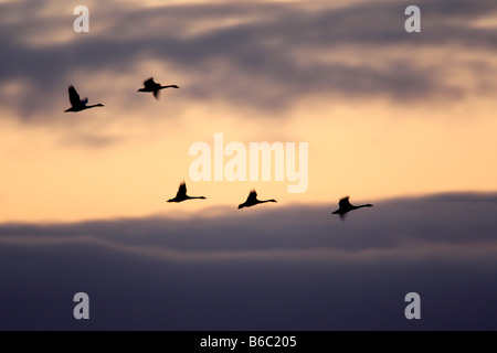 Whooper cigni Cygnus cygnus in volo a sunrise Welney Norfolk Foto Stock