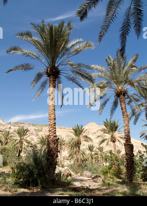 Ein Gedi, palme plantation, nel deserto della Giudea, mar morto, Israele Foto Stock