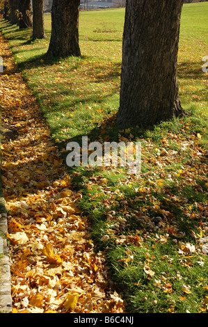 Una fila di alberi con colorati caduta foglie in autunno. Foto Stock