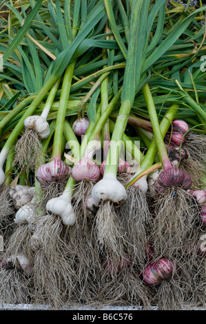 Un raccolto orto di due diverse varietà di raccolti di fresco aglio Foto Stock