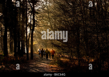 Per chi ama fare jogging in esecuzione attraverso Thorndon Park in Essex. Foto Stock