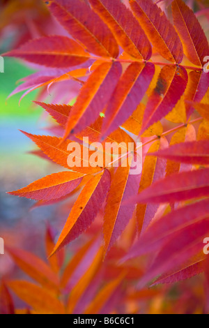 Giapponese Rowan Sorbus Commixta Foto Stock