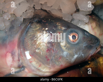 Carpa sul Fisherman's bramma in Oxford Mercato Coperto Foto Stock