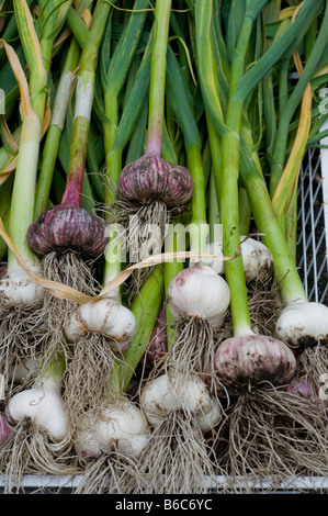 Un raccolto orto di due diverse varietà di raccolti di fresco aglio Foto Stock