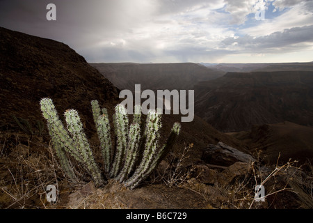 Africa Namibia Fish River Canyon National Park Cactus cresce sui pendii rocciosi sopra il Fish River Canyon Foto Stock