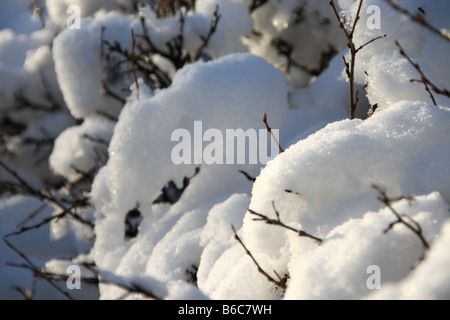 Filiali coperte con spessi strati di neve in una giornata di sole Foto Stock