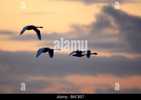 Whooper cigni Cygnus cygnus in volo a sunrise Welney Norfolk Foto Stock