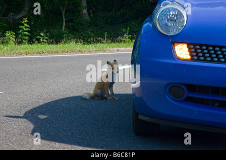 Vulpes vulpes schrencki (Ezo Red Fox) Shiretoko National Park, Hokkaido, Giappone Foto Stock