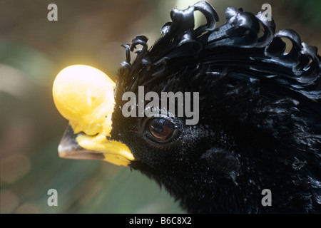 Primo piano della testa di un maschio Hocco messicano (Crax rubra), con il suo distintivo la manopola gialla sul suo becco, preso al Belize Zoo. Foto Stock