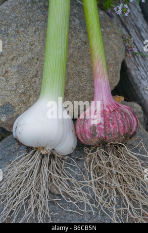 Due diverse varietà di raccolti di fresco aglio che mostra un sano sistema di radice Foto Stock